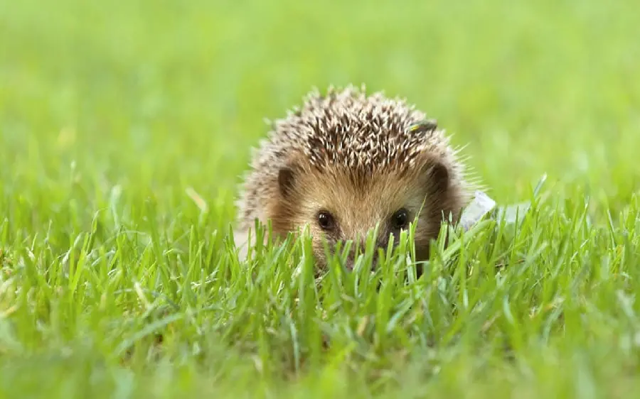 Cute little hedgehog background hidden behind the greenery