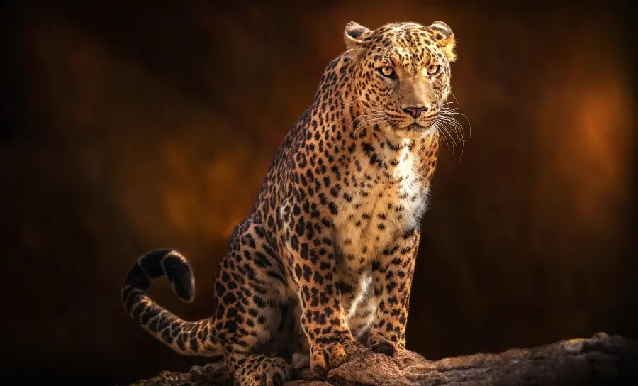 High-quality and simple stock of a leopard with an orange background
