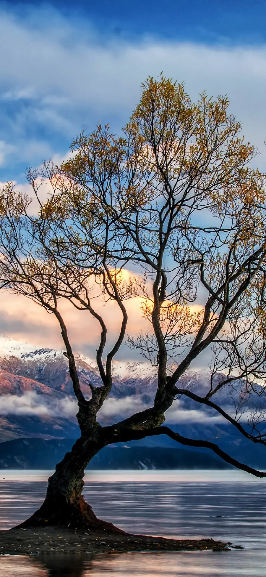  Amazing and beautiful wallpaper of a lonely tree in the middle of the water with a tall snowy mountain behind it
