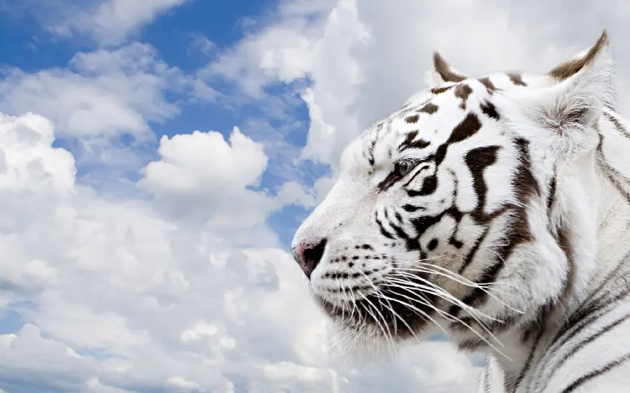 A spectacular photo of a ferocious and wild white tiger and blue sky and clouds