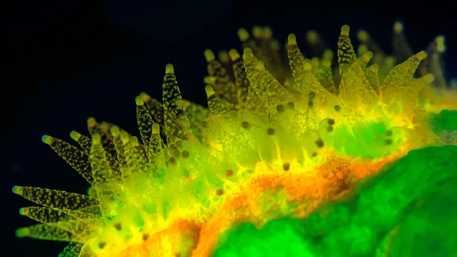 Artistic wallpaper of sea creatures from a close-up with enchanting colors