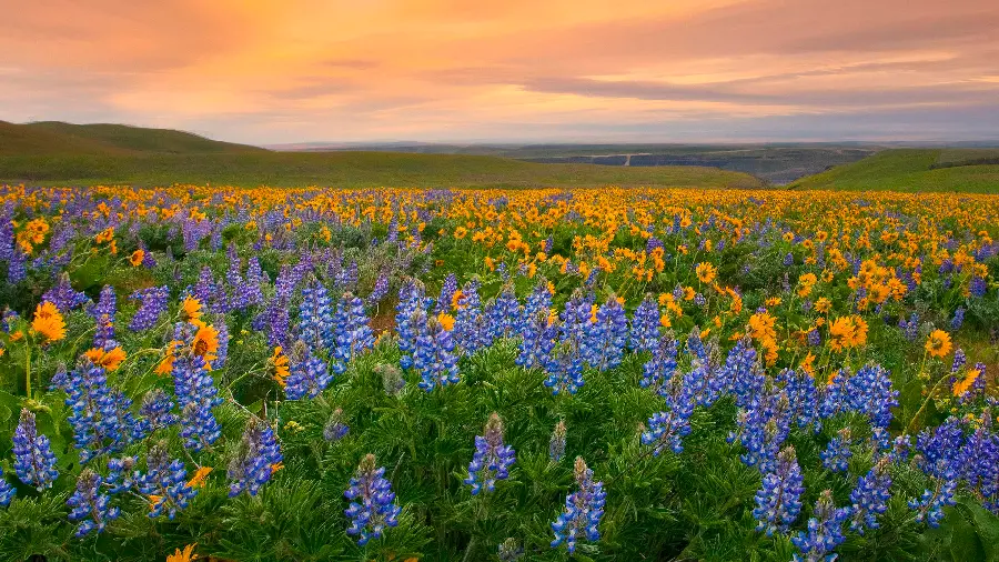 Profile image of a plain full of purple and yellow flowers for download in high quality