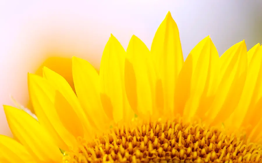 Beautiful sunflower wallpaper in full HD quality