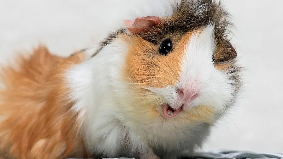 Nanaz's profile photo of a guinea pig with small and cute eyes