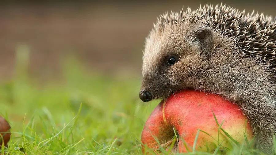 The most graphic image of a hedgehog in profile on an apple tree