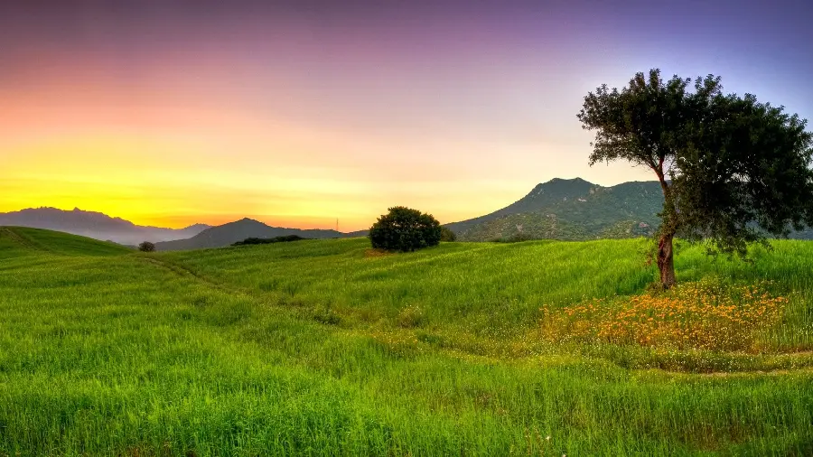 A lovely summer nature image under a purple and golden sunset sky for Instagram