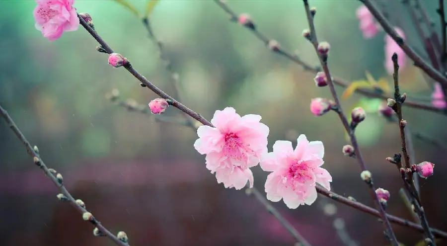 Amazing and beautiful background photo of a peach tree branch with beautiful splendors