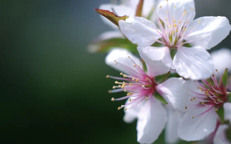 A charming portrait of apple tree blossoms with a reddish inner layer