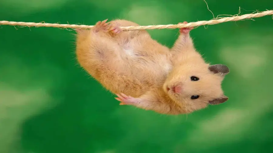 Background Googoli and Nanaz of guinea pigs hanging on a rope 