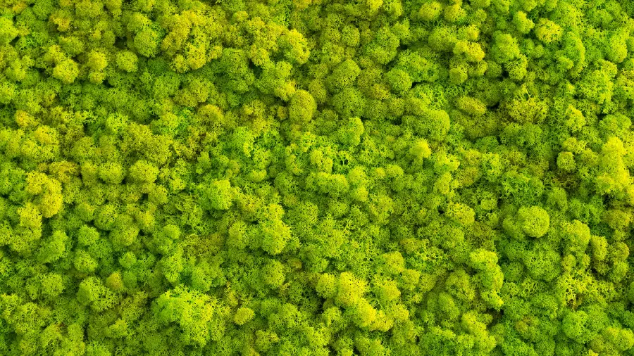 A simple and beautiful green background with extremely high quality