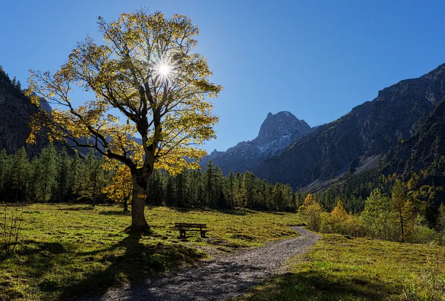 A pleasant sunny nature image and a tall green tree