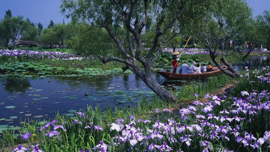 Wallpaper photo of boat ride on lake with water lilies