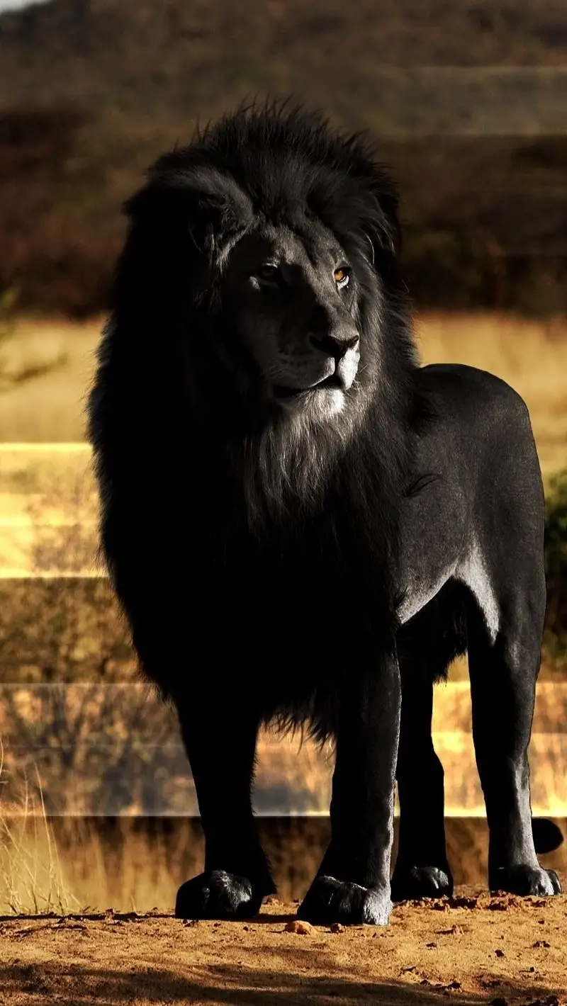 New and cool photo of a black lion Rare suitable for iPhone 13 background