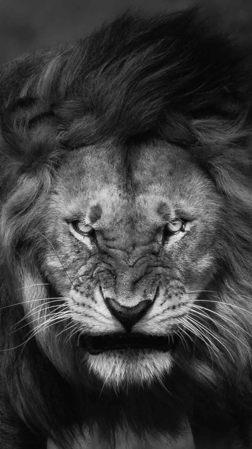 Black and white portrait of a boy with a lion in the forest for iPhone 15