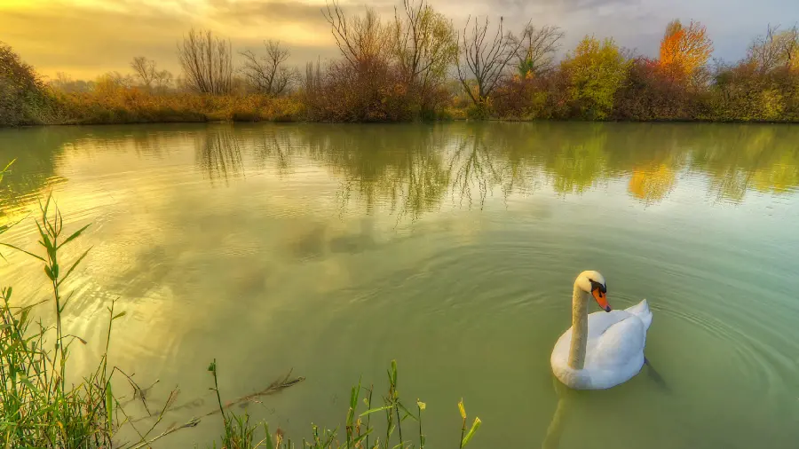 Very beautiful background of water with green trees next to it 