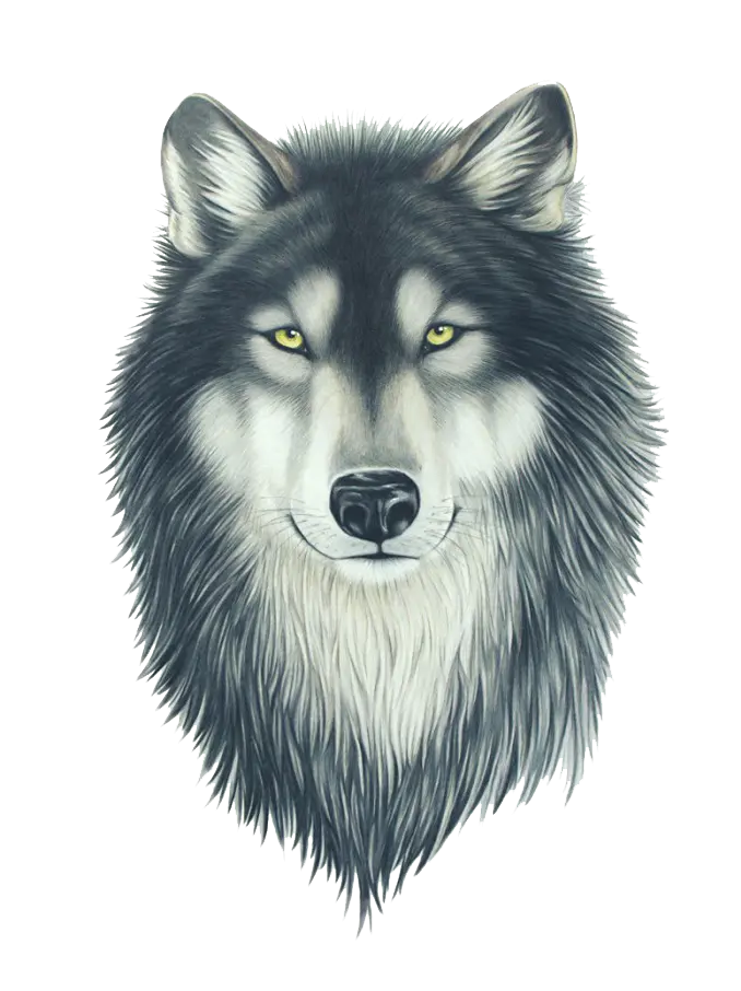 A very beautiful picture of a wolf's head with fur 