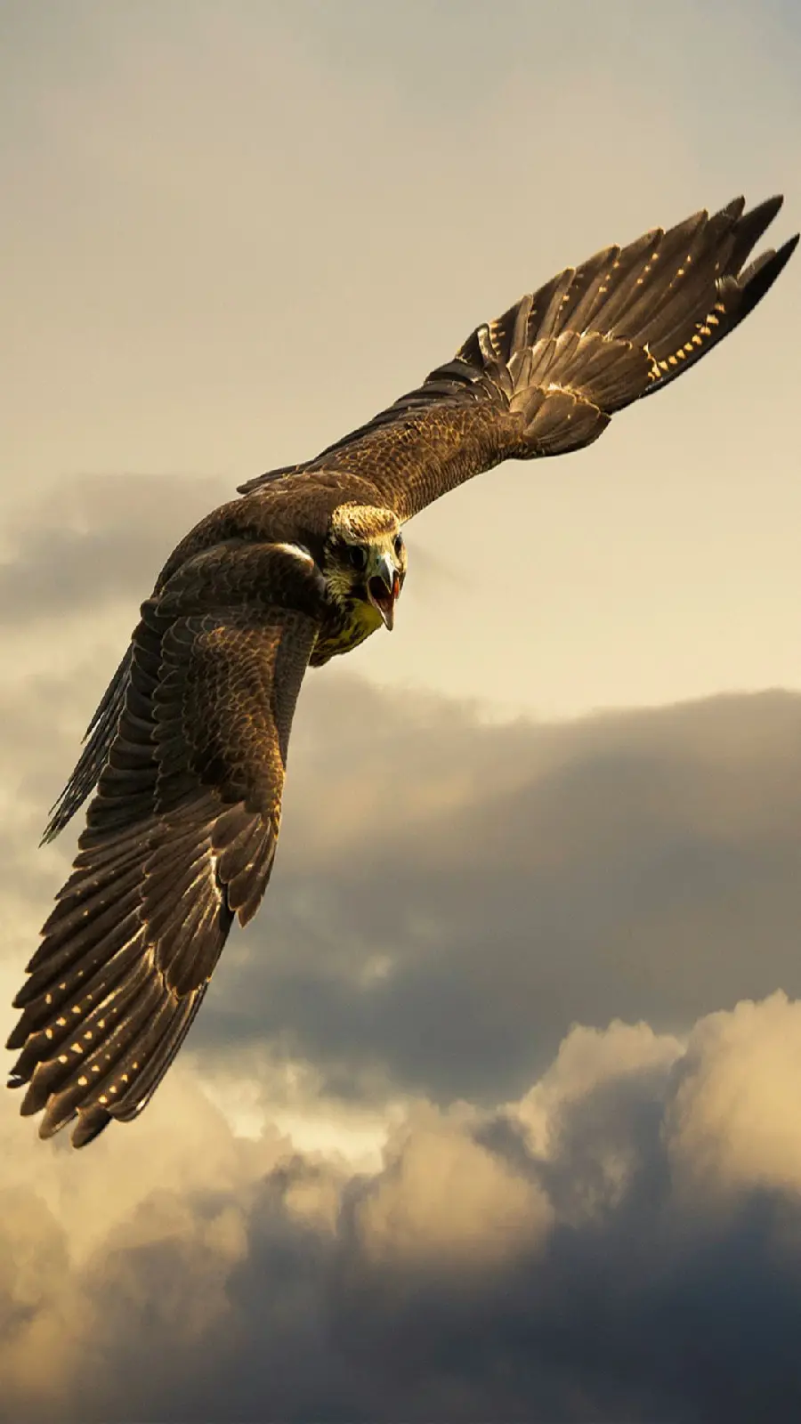Magical background of a bird flying in the sky for Samsung phones