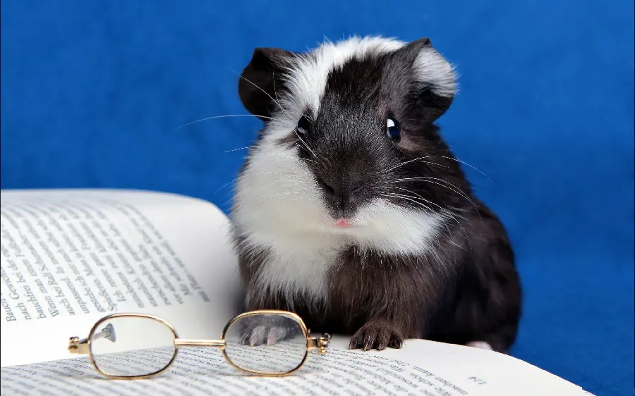  Very googly photo of a spectacled pig with delicious ears