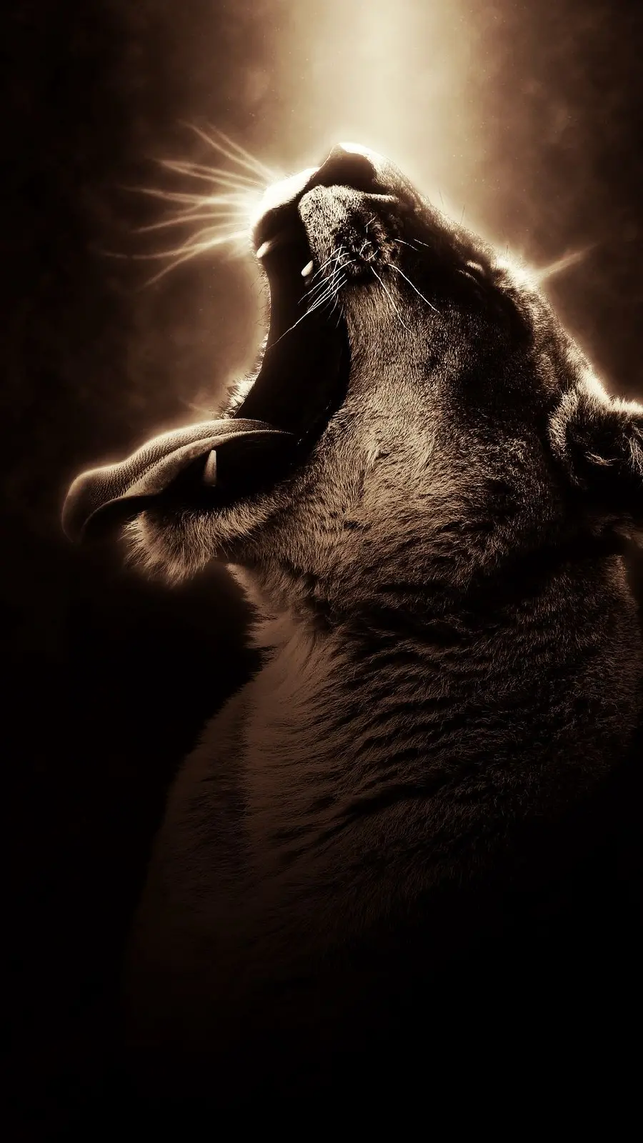 Attractive Background of a Female Lion Roaring in Excellent Full HD Quality