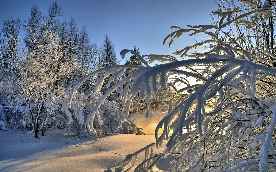 Get a beautiful image of snow-covered branches and white ground