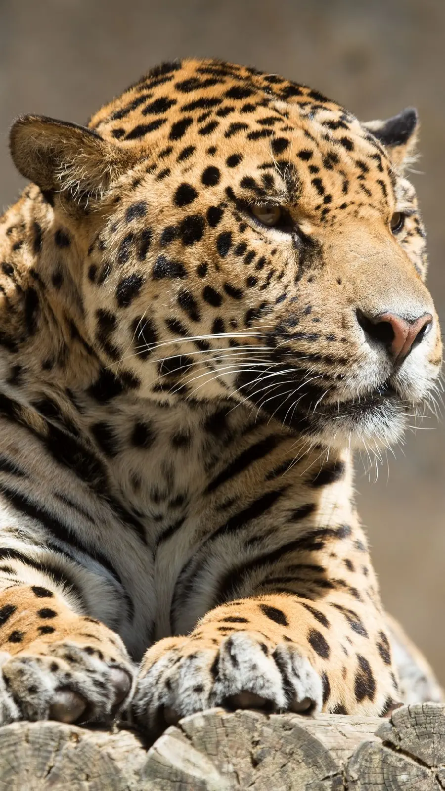 Images of Jaguar wildlife and their life in the forest 