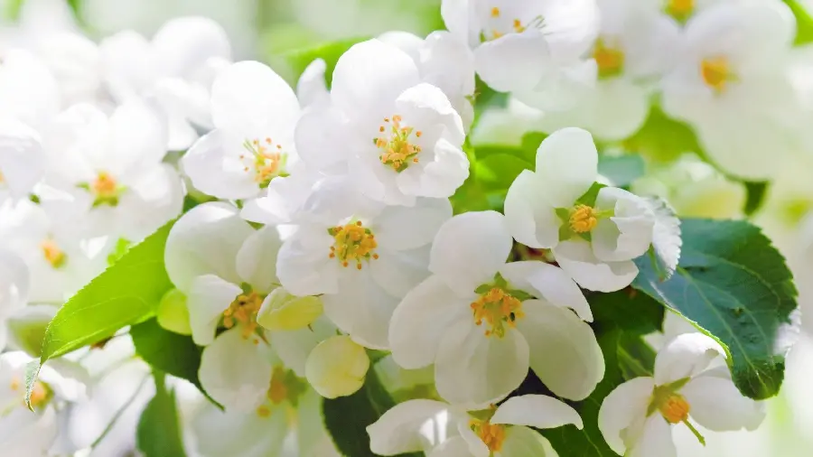 A beautiful view of the most important agricultural activity of apple blossoms