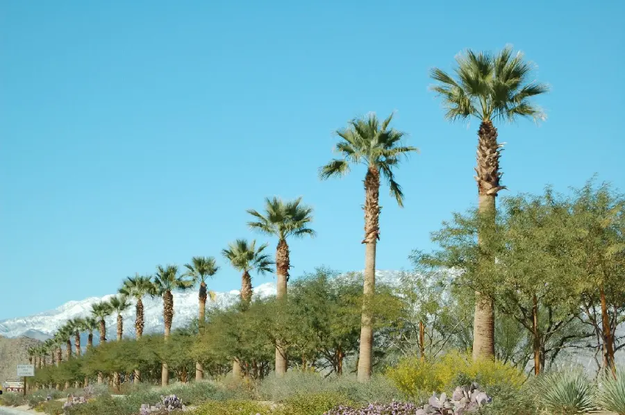 Soothing wallpaper of lush palm trees under a blue sky for your computer