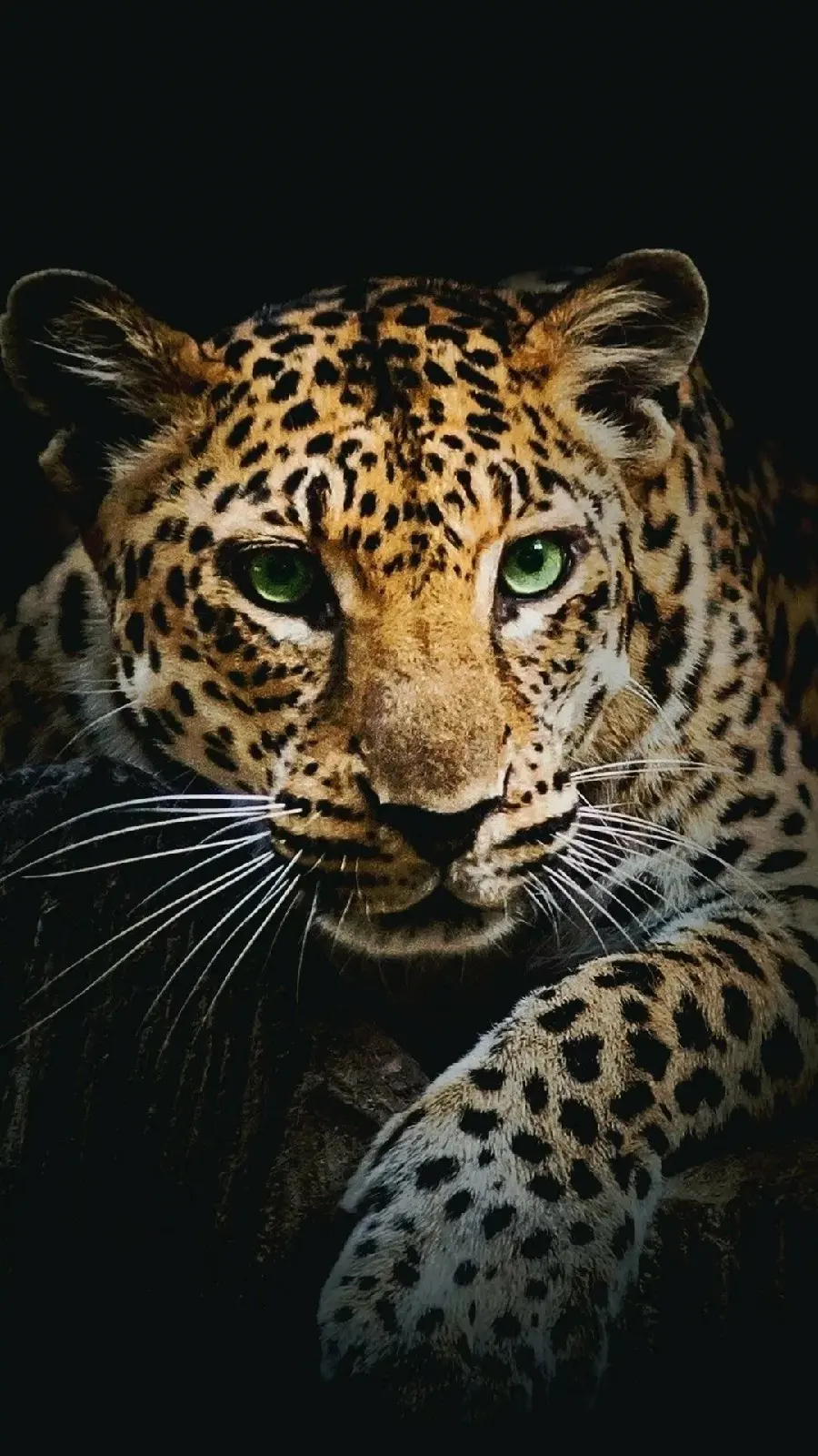 Attractive and beautiful Jaguar wallpaper for Android phones 