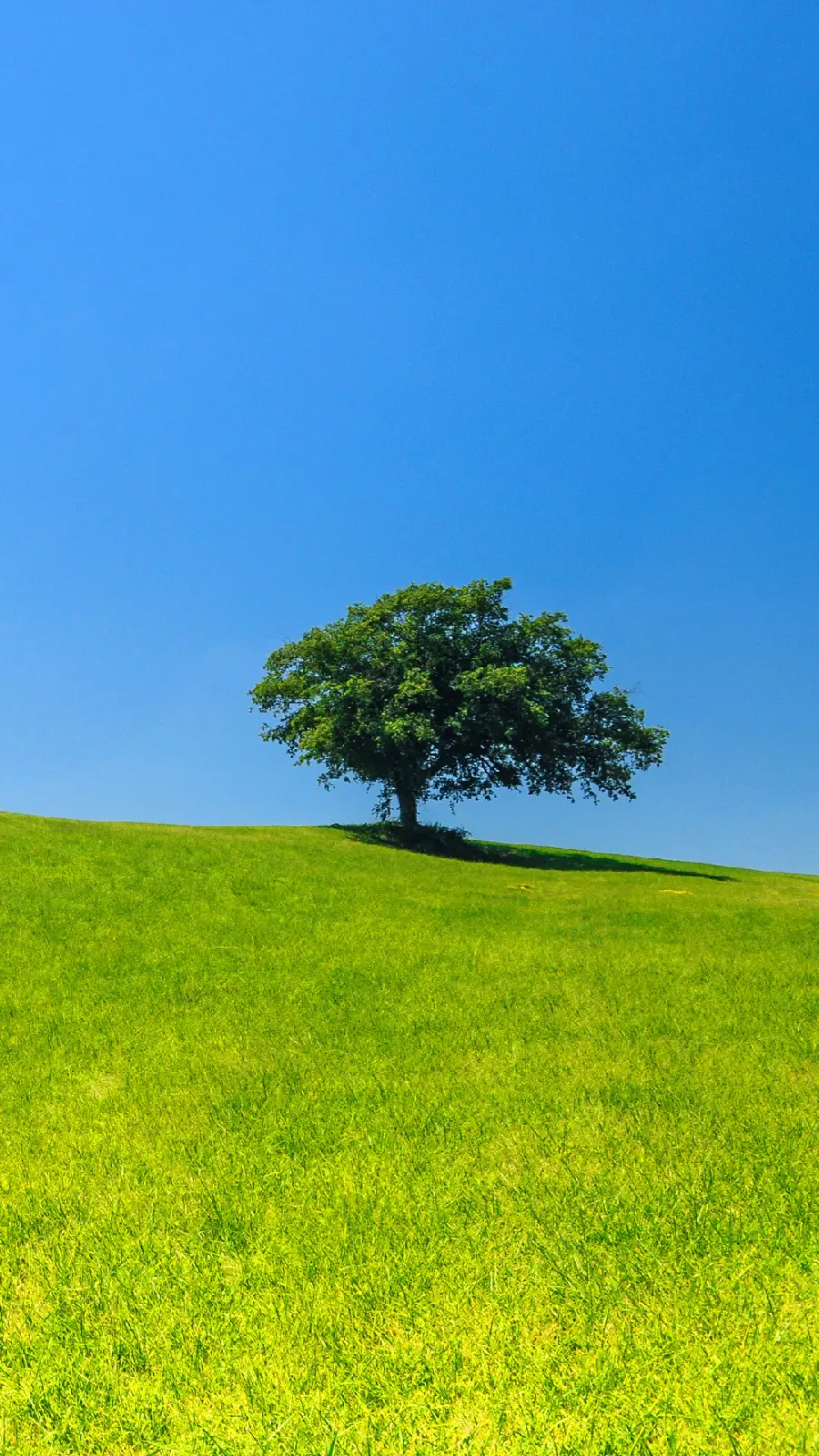  Amazing wallpaper of a lonely tree in a dreamy, green and beautiful nature 