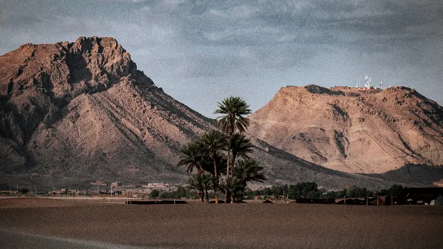 The latest view of palm trees in the dry desert for computer wallpaper