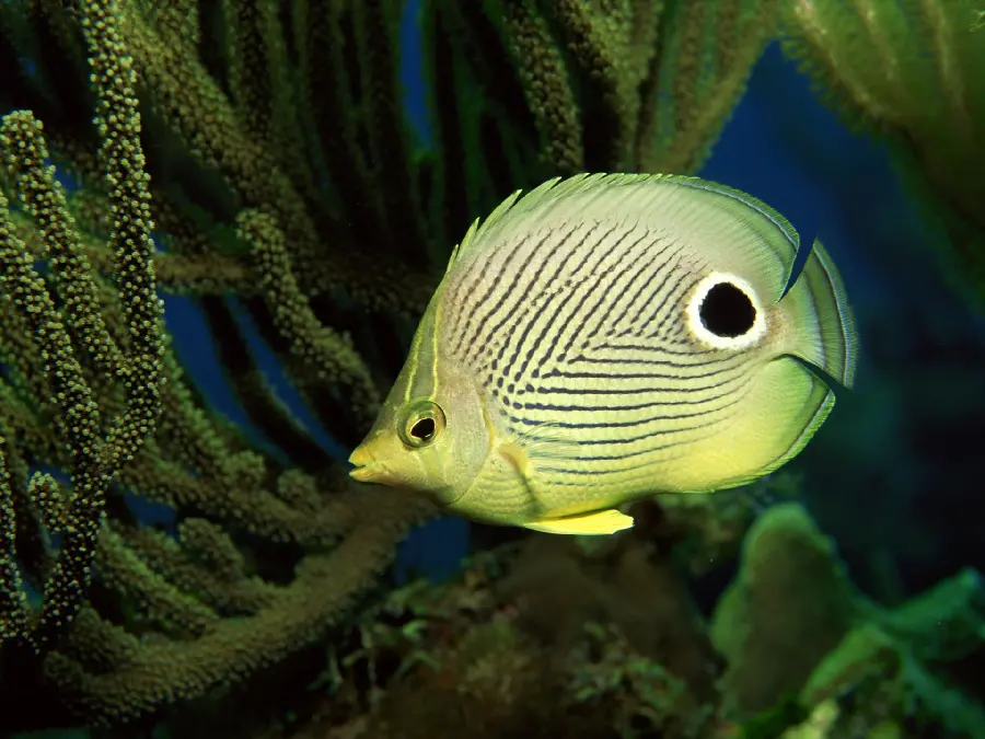 Stylish wallpaper of the depths of the ocean and beautiful paper-like fish