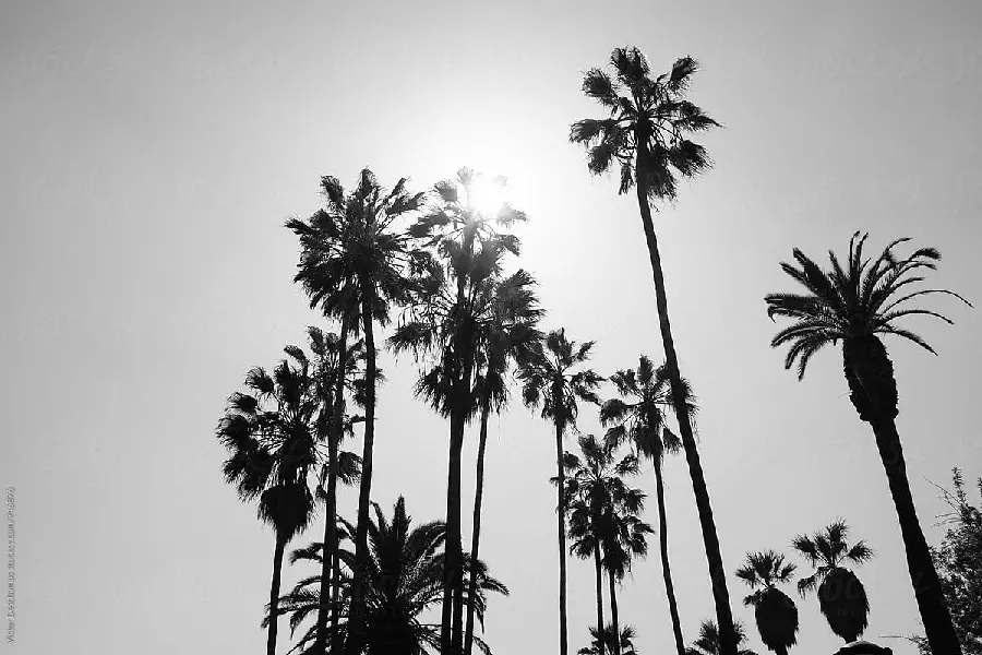 Black and white photo of a palm grove under the hot and scorching sun