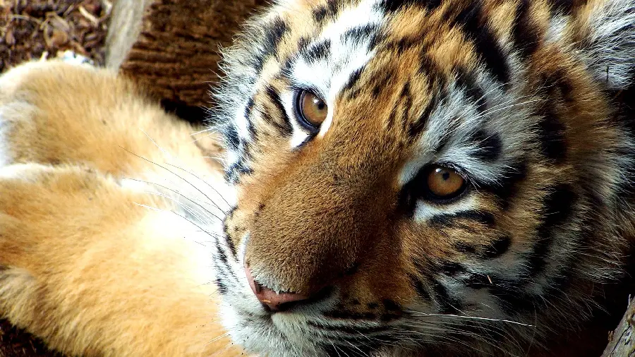 A creepy profile photo of a brown tiger with a majestic figure and marble eyes