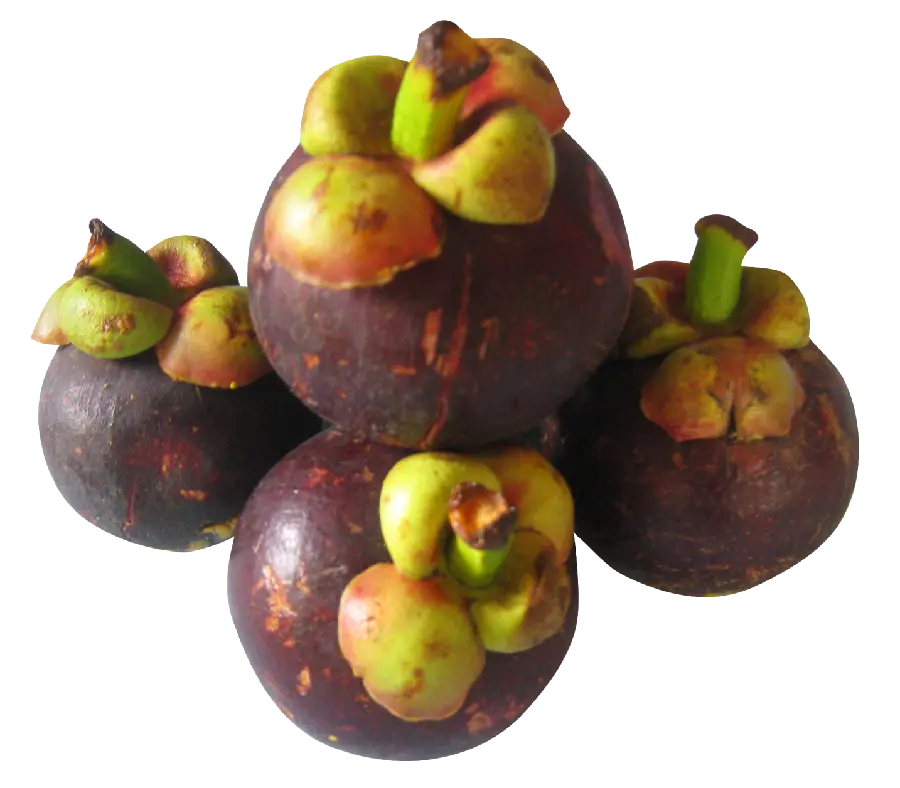 Closest real image of the fruit of the tree PNG PNG cut out 