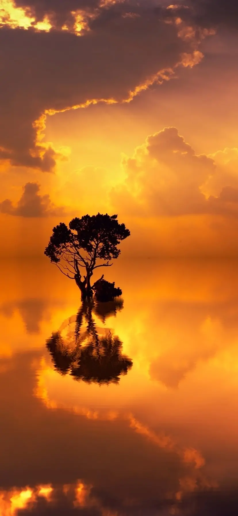  Extremely beautiful background of a lonely tree with excellent quality 