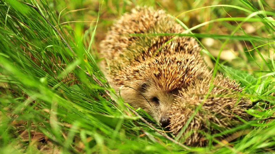 Impressive background of a beautiful hedgehog with a child among the greenery