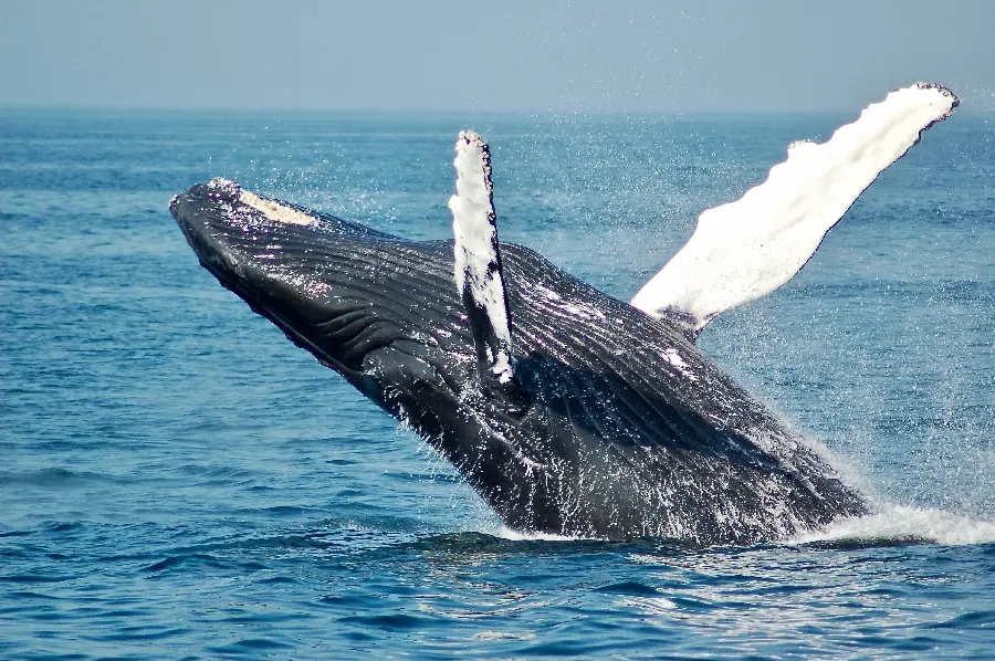 Beautiful Wallpaper of a Big Whale in the Water
