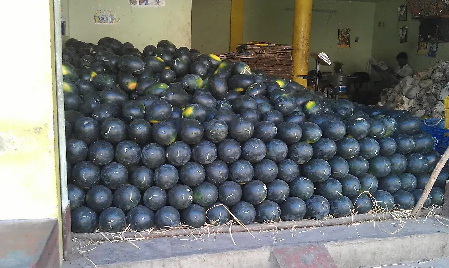 Amazing and spectacular image of beautiful black watermelons