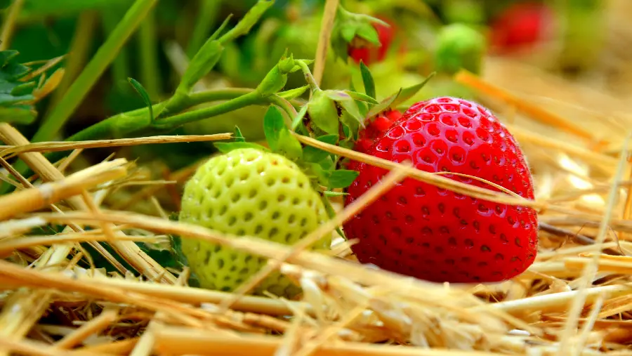 Download a very beautiful and interesting photo of red and unripe strawberries 