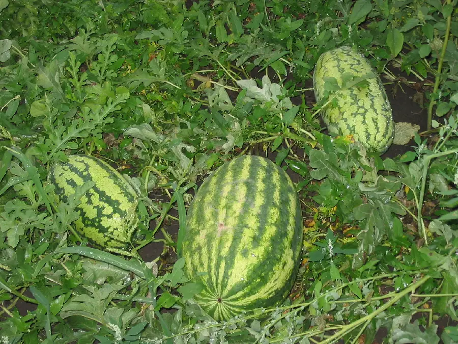 Beautiful background of natural watermelons in the plain in high quality 
