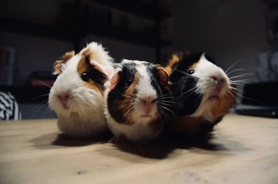 Amazing and beautiful background of a guinea pig with beautiful colors