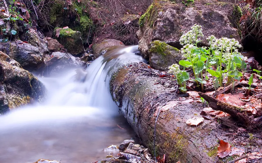 Download image of a small life-giving spring in the heart of the mountain on top of a fallen tree