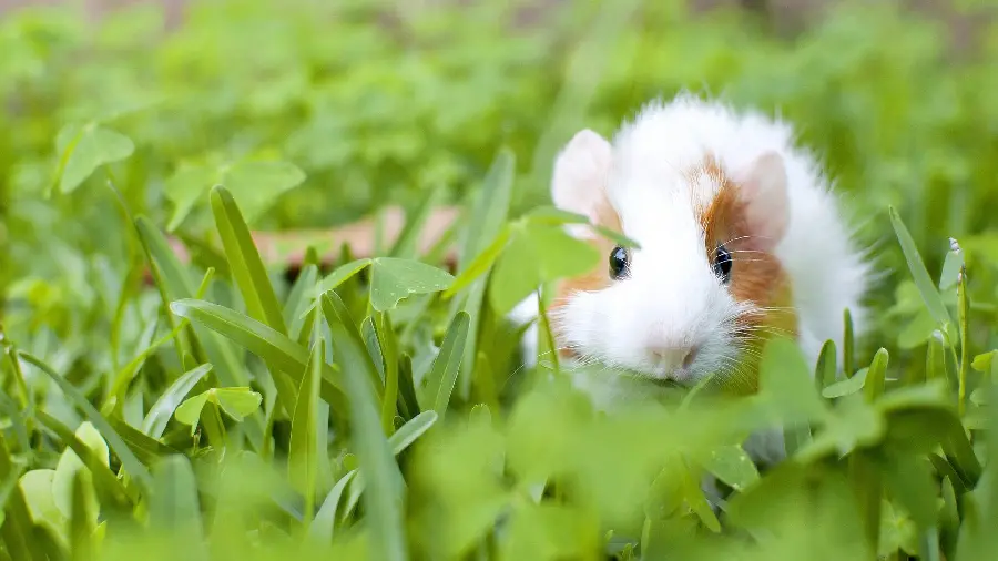 Super cute background of piglets next to vegetables