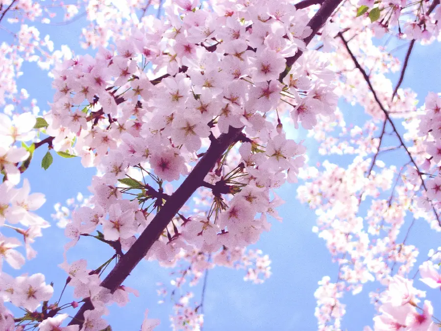 Stock photo of the most beautiful pink spring blossoms against the blue sky