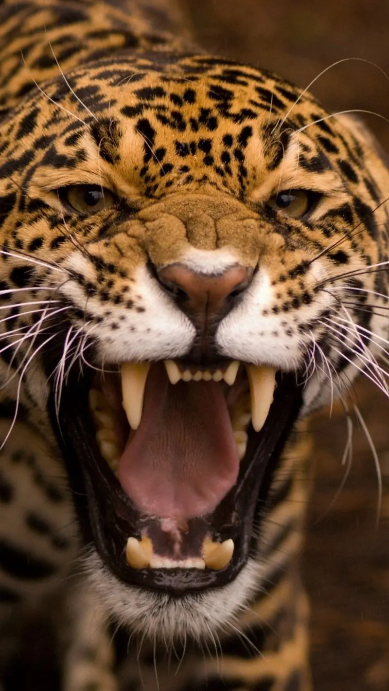 Images of a ferocious and wild jaguar roaring to scare its prey