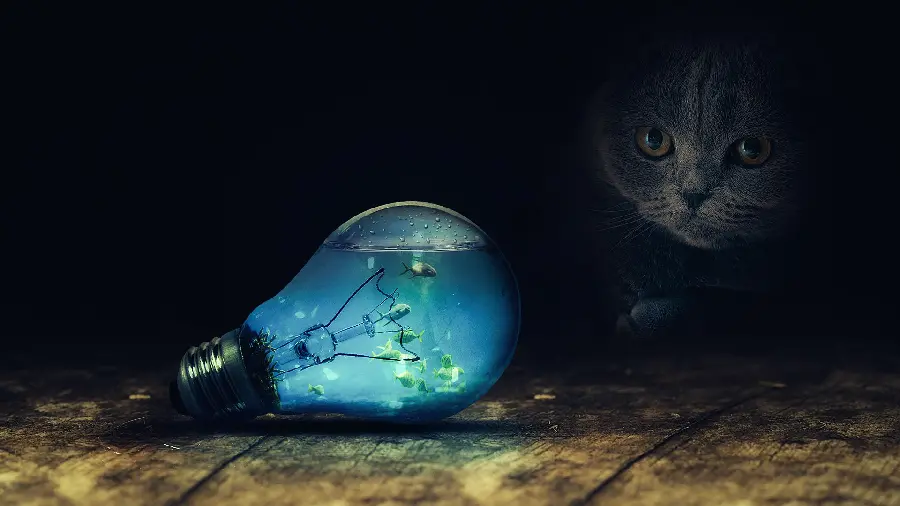 Awesome laptop background with a cat looking at the sea in a small lamp