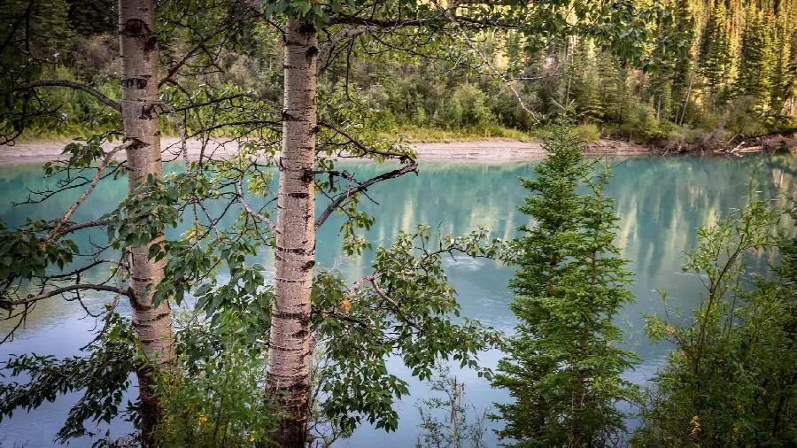 Amazing background of beautiful blue with green trees next to it 