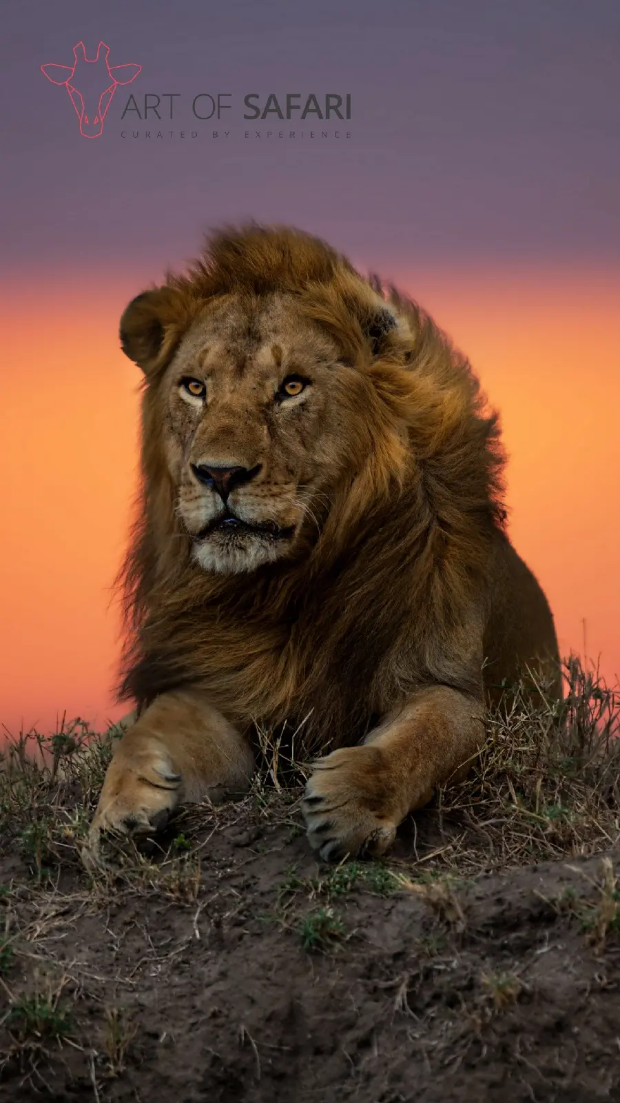 Lion Digital Painting Wallpaper at Sunset Special for iPhone 13