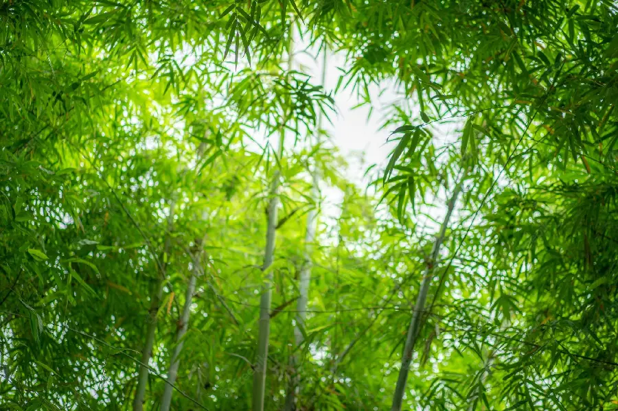 Background for computers and laptops with bamboo trees