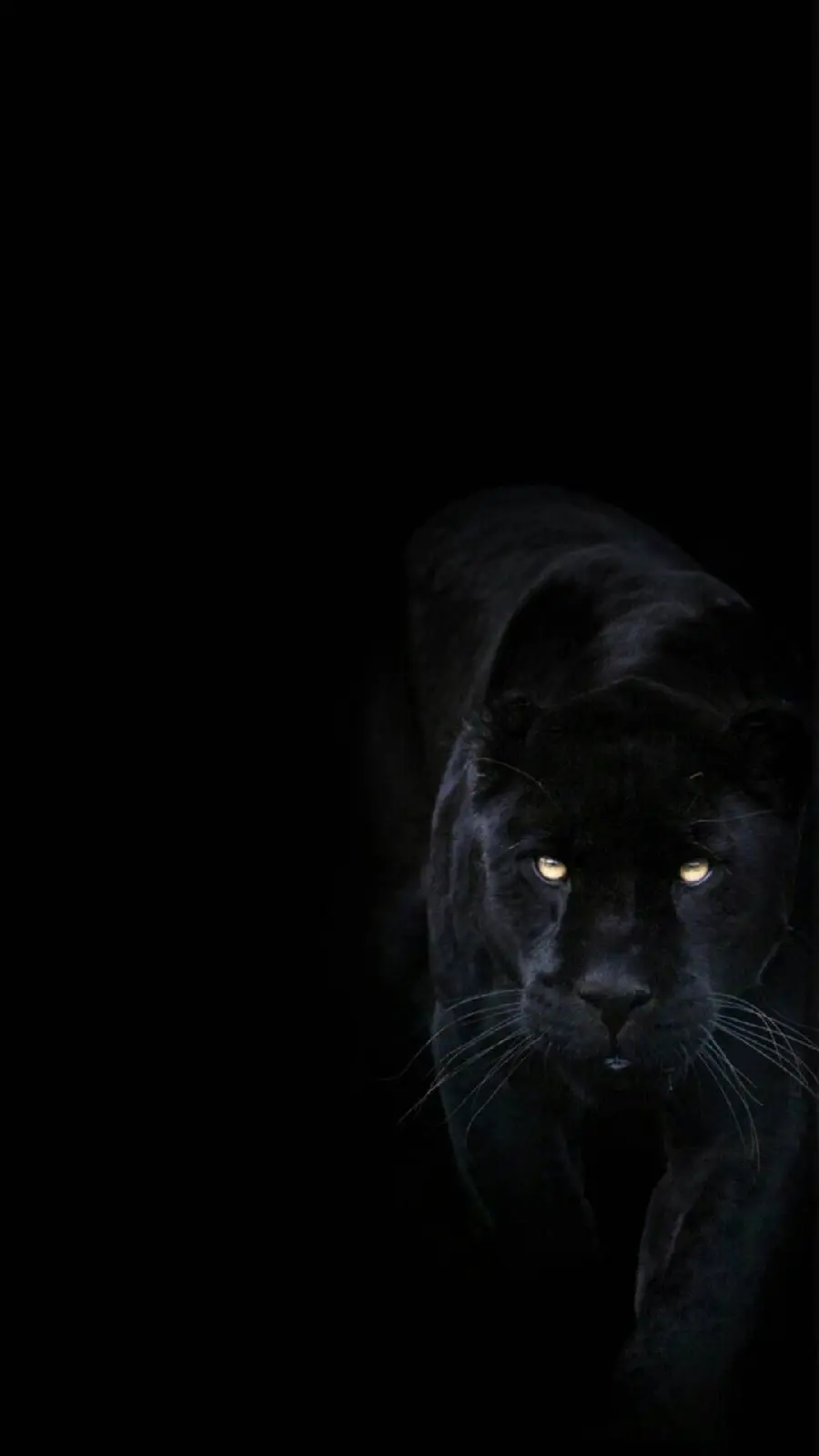 Dark wallpaper of a wild black jaguar looking for prey in the dark